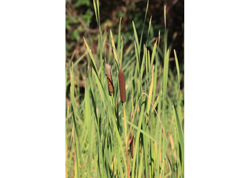 Breitblättriger Rohrkolben (Typha latifolia) - © Emanuel Trummer